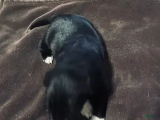 Mixed Breed dogs Mixed Breed Puppy 5 - Ad 8