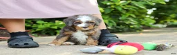Mini Bernedoodle dogs for sale: Bentley - Ad 8
