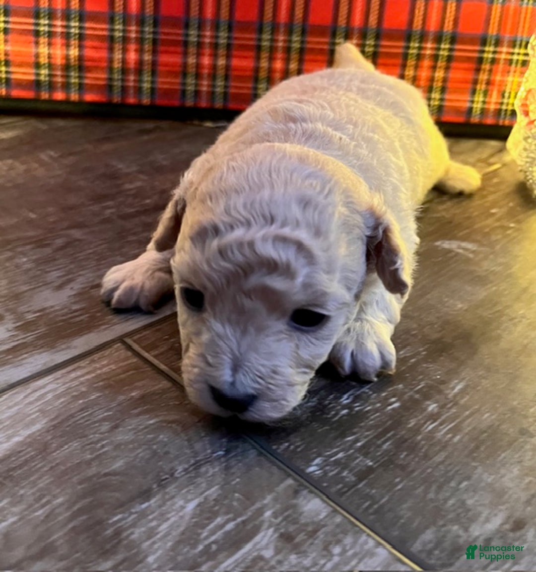 Pomapoo dogs for sale: Betty - Ad 3