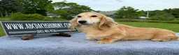 Miniature Dachshund dogs for sale: Cream - Ad 12