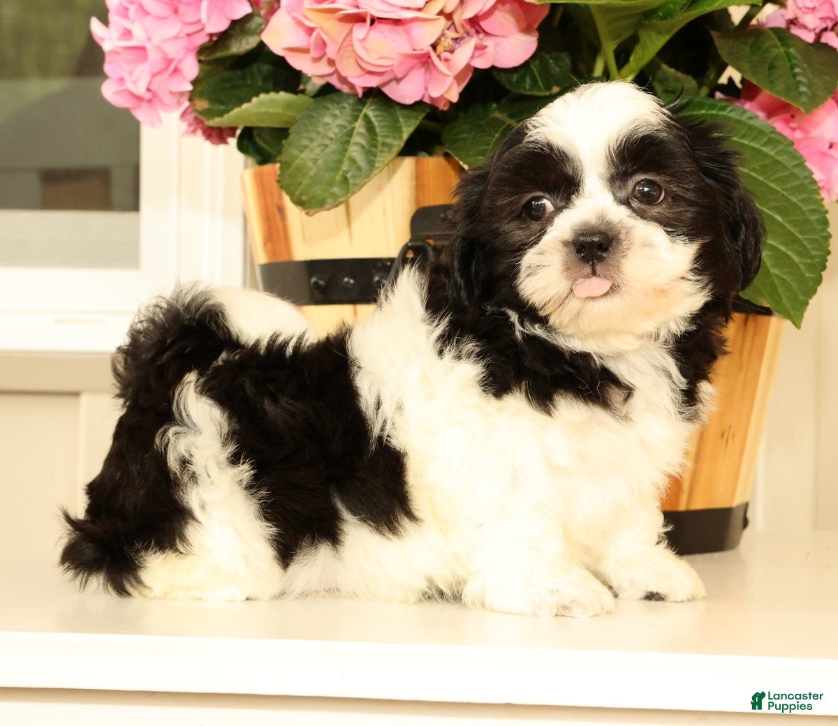 Malshi dogs for sale: Max - Ad 9