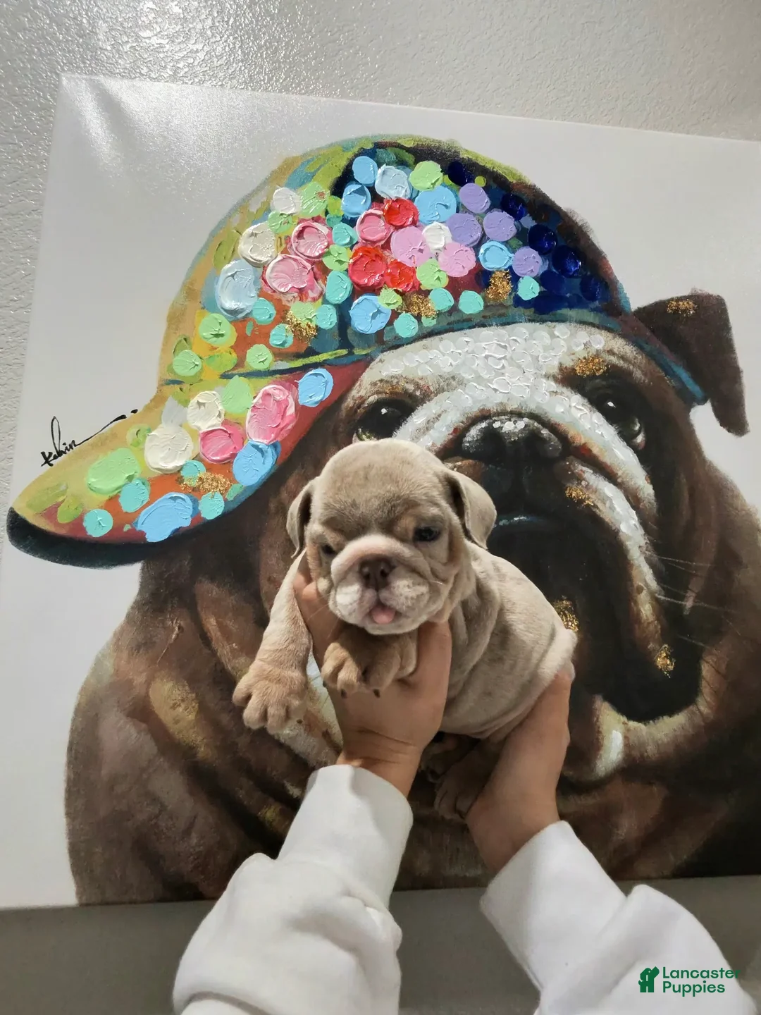 English Bulldog dogs for sale: Strawberry - Ad 1