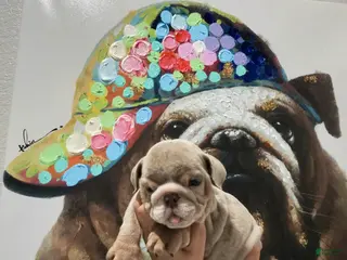 English Bulldog dogs Strawberry - Ad 7