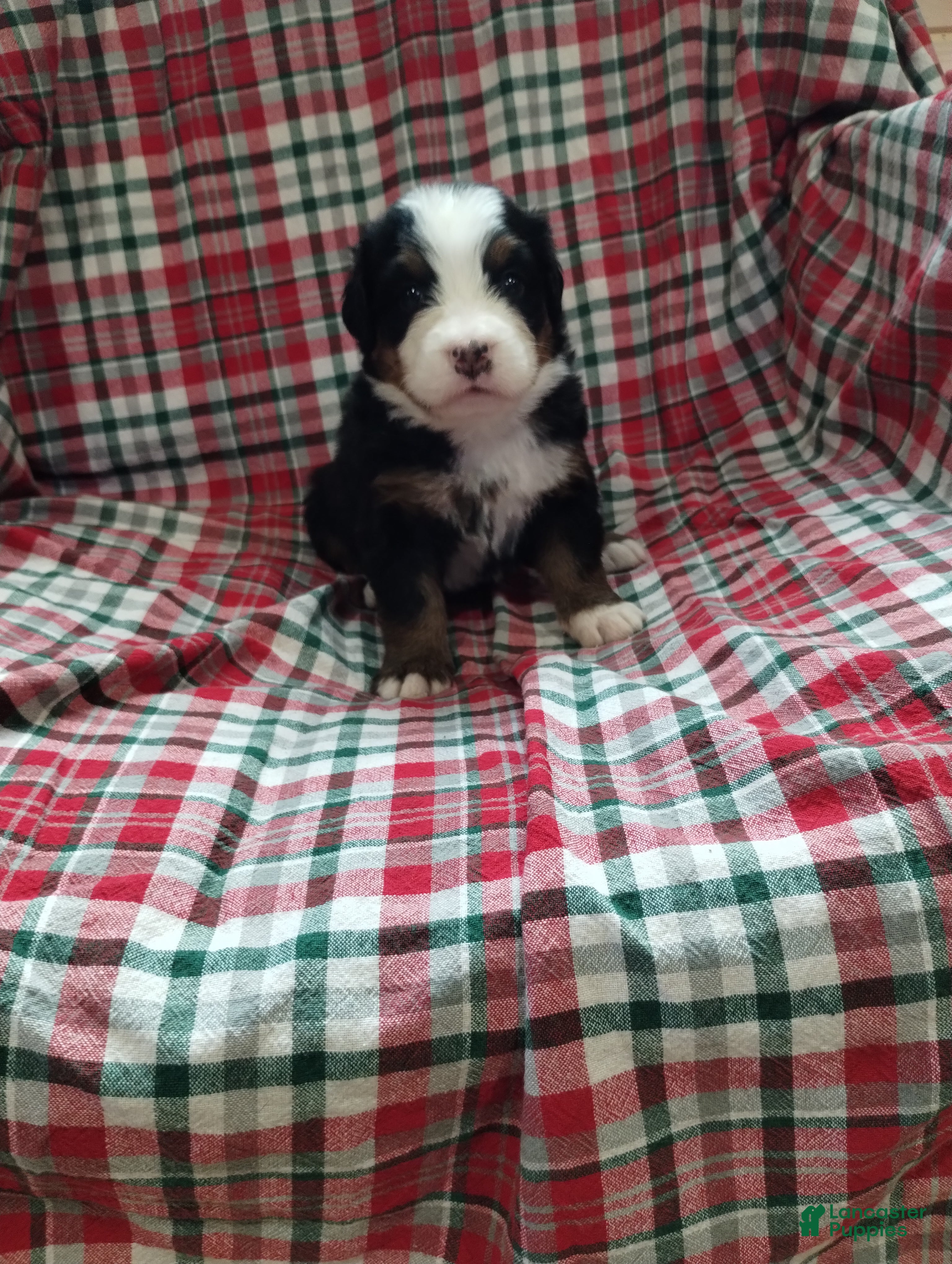 Bernese Mountain Dog dogs Bernese Mountain Dog 3 - Ad 2