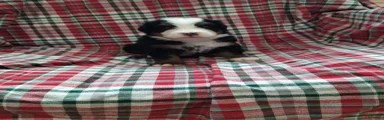 Bernese Mountain Dog 3