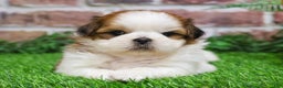 Shih Tzu dogs for sale: Dale  - Ad 4
