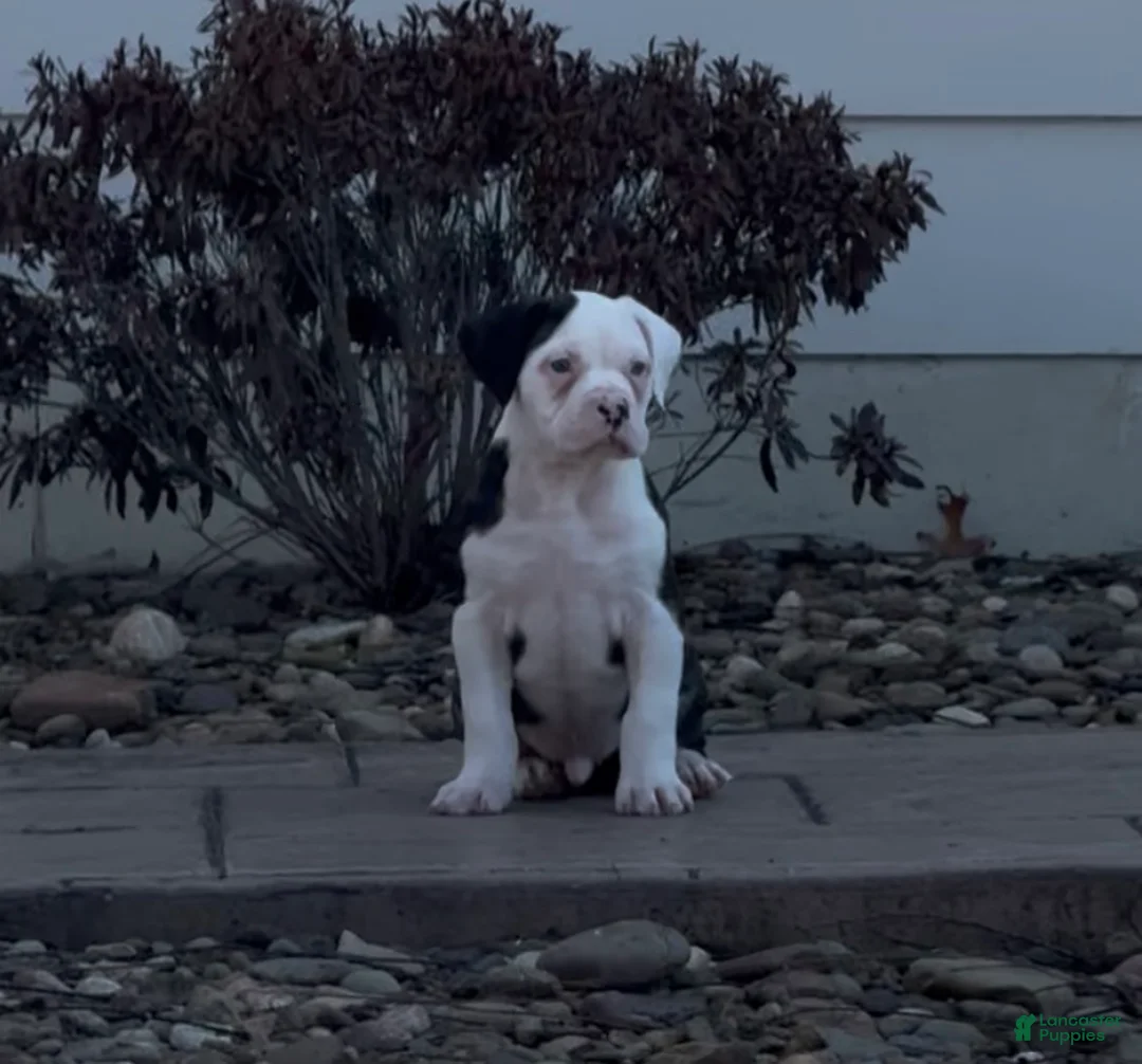 Alapaha Blue Blood Bulldog dogs for sale: BEA Stryker - Ad 2