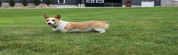 Welsh Corgi Pembroke dogs for sale: Queeny  - Ad 5