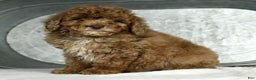 Miniature Poodle dogs for sale: Jasper - Ad 2