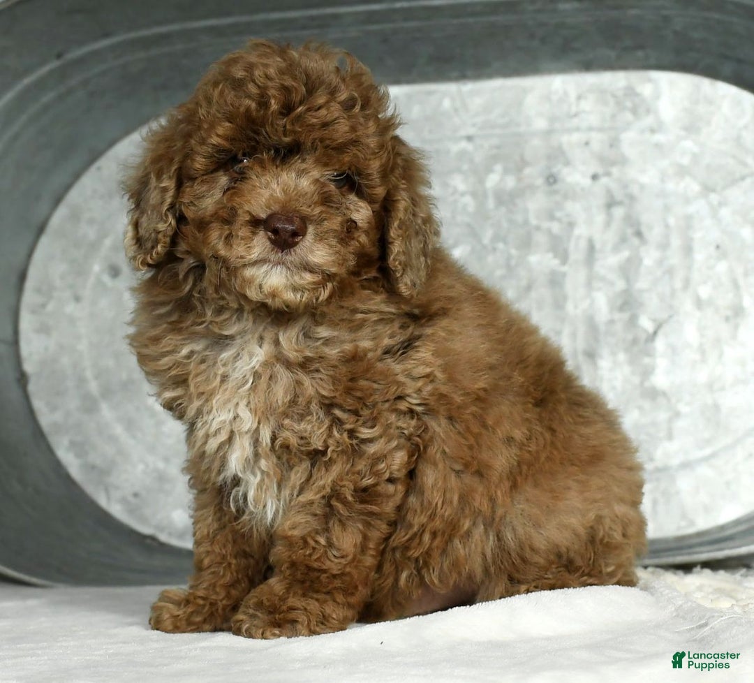 Miniature Poodle dogs for sale: Jasper - Ad 2