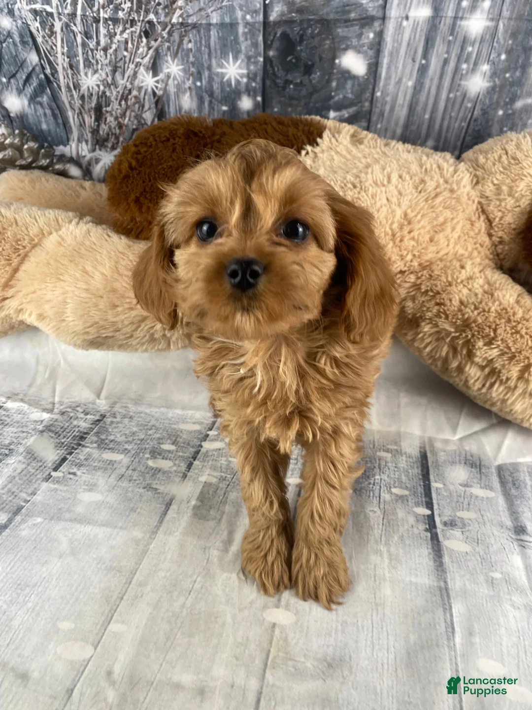 Cavapoo dogs for sale: Mabel - Ad 8