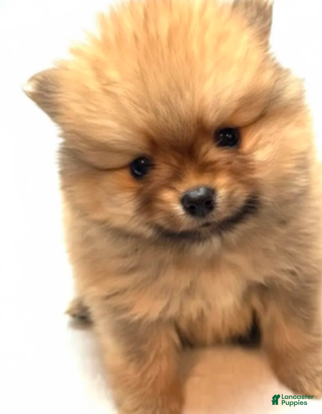 Pomeranian dogs for sale: Pomeranian Boy - Ad 1