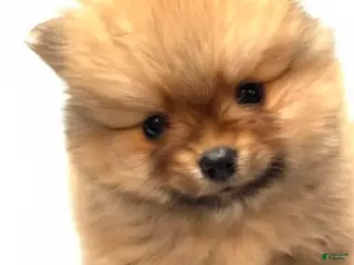 Pomeranian dogs Pomeranian Boy - Ad 10