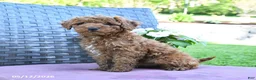 Miniature Poodle dogs for sale: Harry - Ad 1