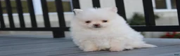 Pomeranian dogs for sale: Mochi - Ad 19