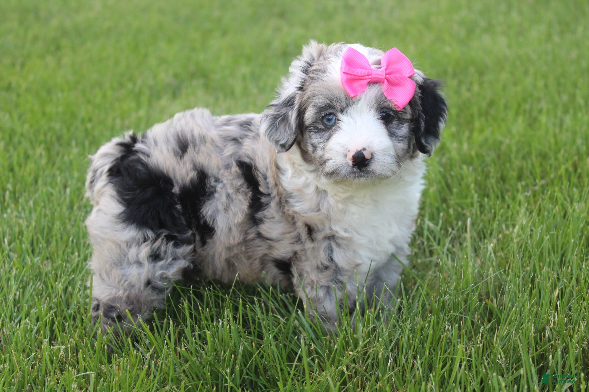 Mini Aussiedoodle dogs Jenna 🎀 - Ad 1
