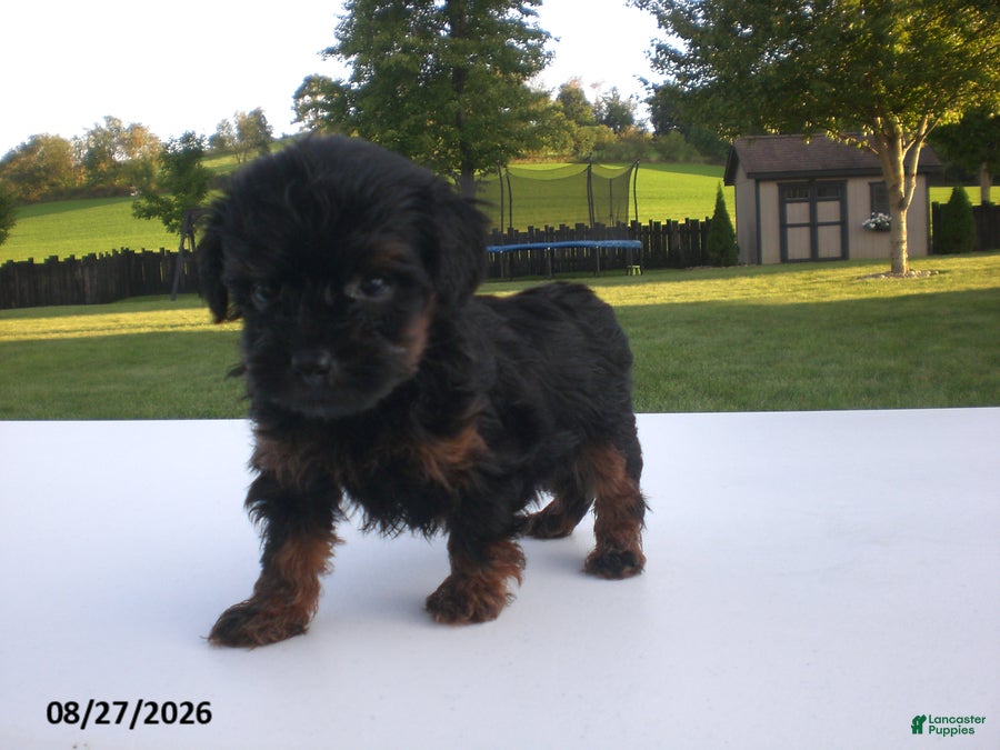 Yorkiepoo dogs Jill - Ad 1