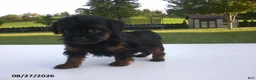 Yorkiepoo dogs for sale: Jill - Ad 1