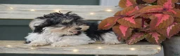 Morkie dogs for sale: Sarah - Ad 6
