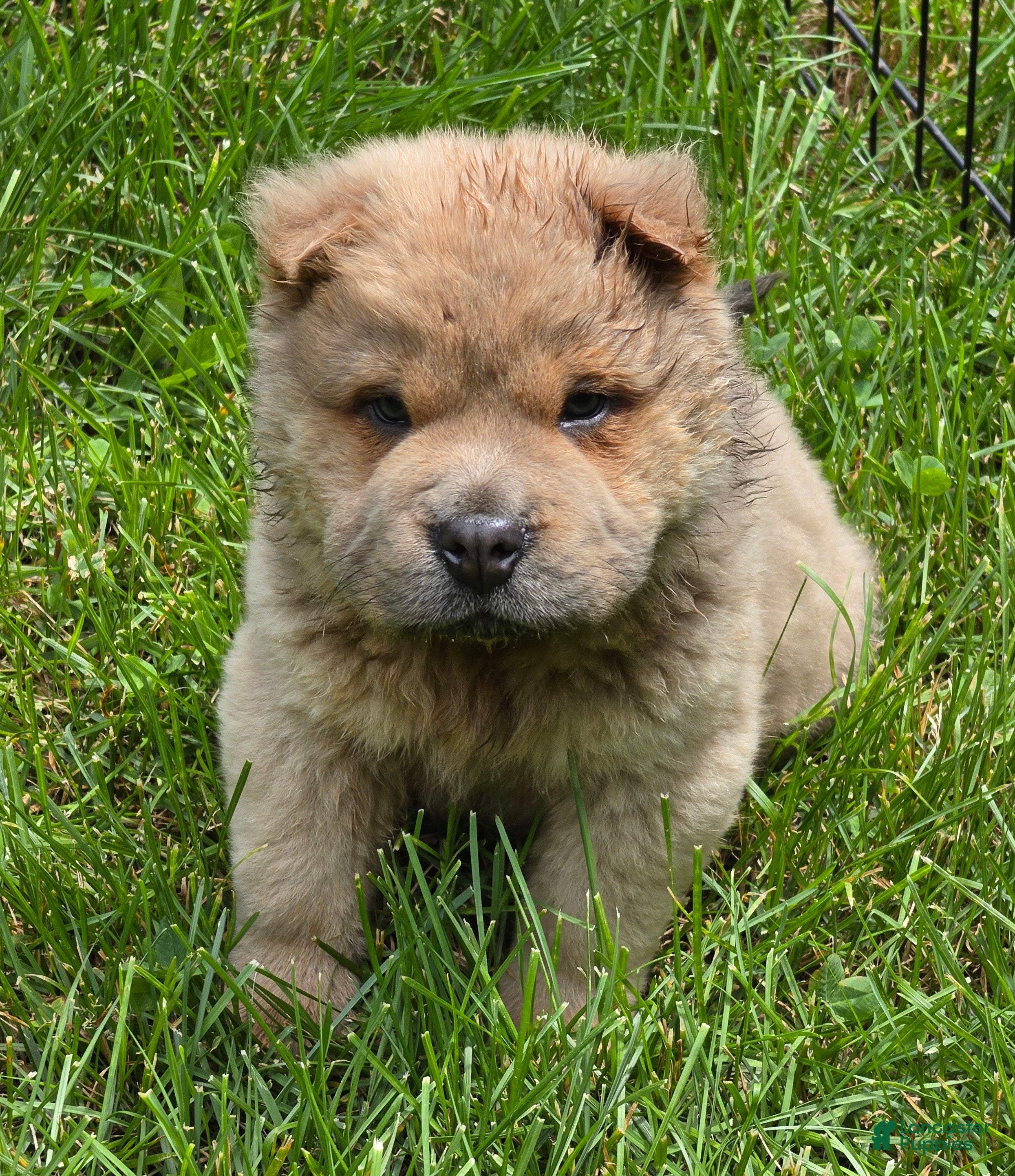 Shar Pei dogs Nacho  - Ad 1