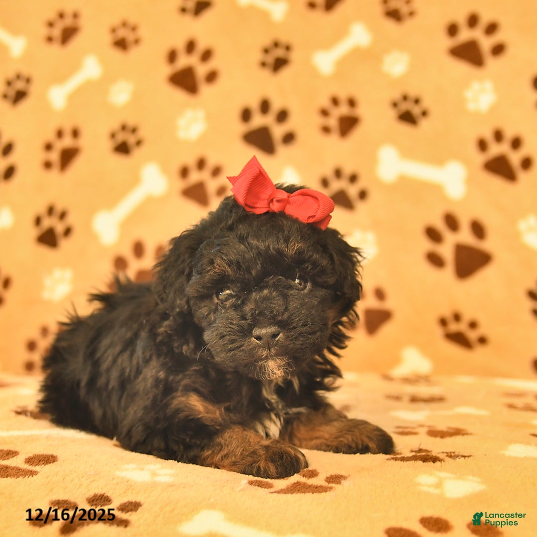 Toy Poodle dogs for sale: Milo  - Ad 5