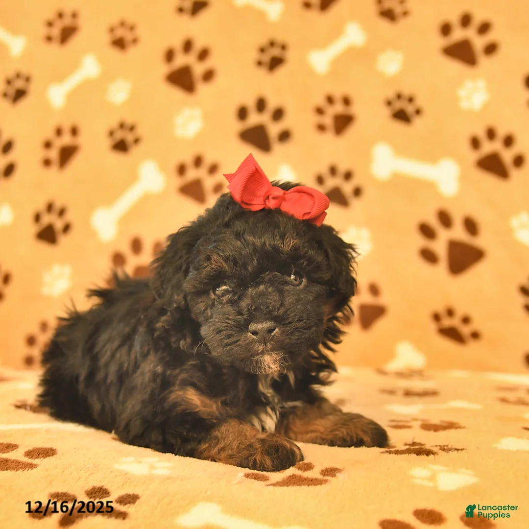 Toy Poodle dogs for sale: Milo  - Ad 5