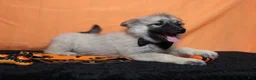 Keeshond dogs for sale: Conner  - Ad 8
