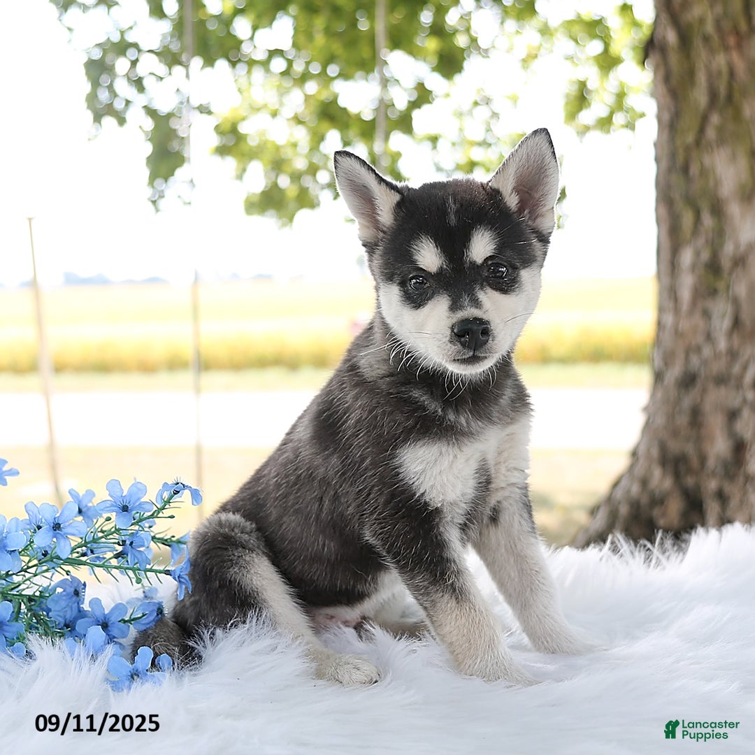 Dog Rescue Klee Kai Rescue Klee Kai Dog Breed That Looks Like A