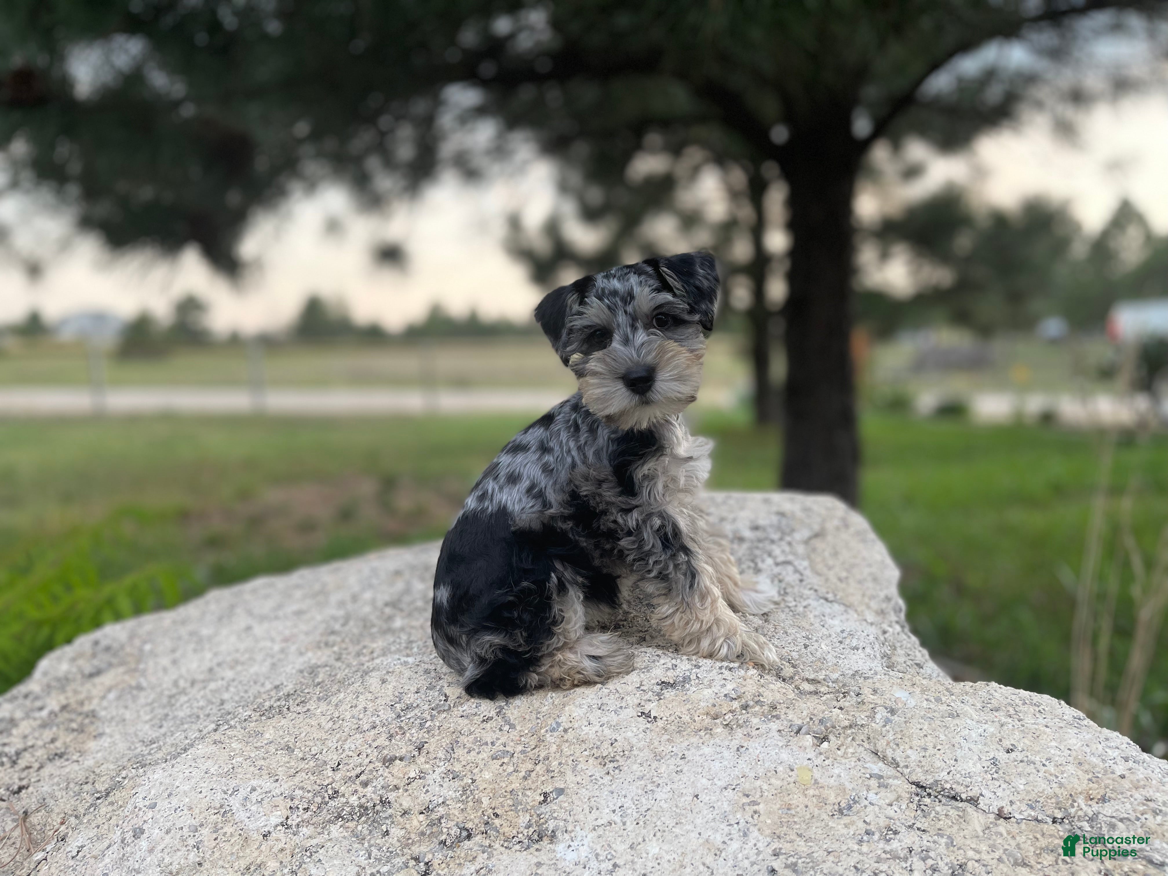 Miniature Schnauzer dogs Sadie - Ad 1