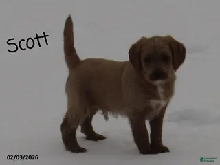 Labradoodle dogs Scott - Ad 4