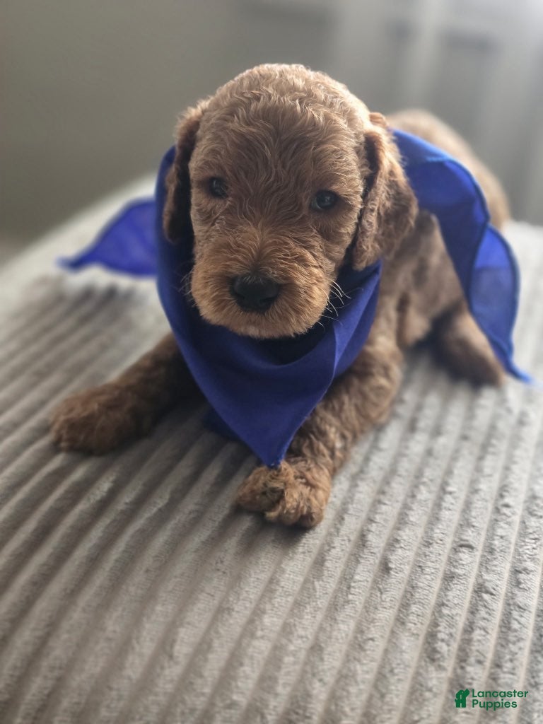Goldendoodle dogs Boy 5 - Ad 1