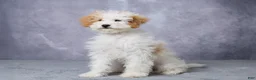 Mini Bernedoodle dogs for sale: Candy - Ad 2