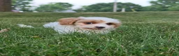 Cavapoo dogs for sale: Clove  - Ad 7