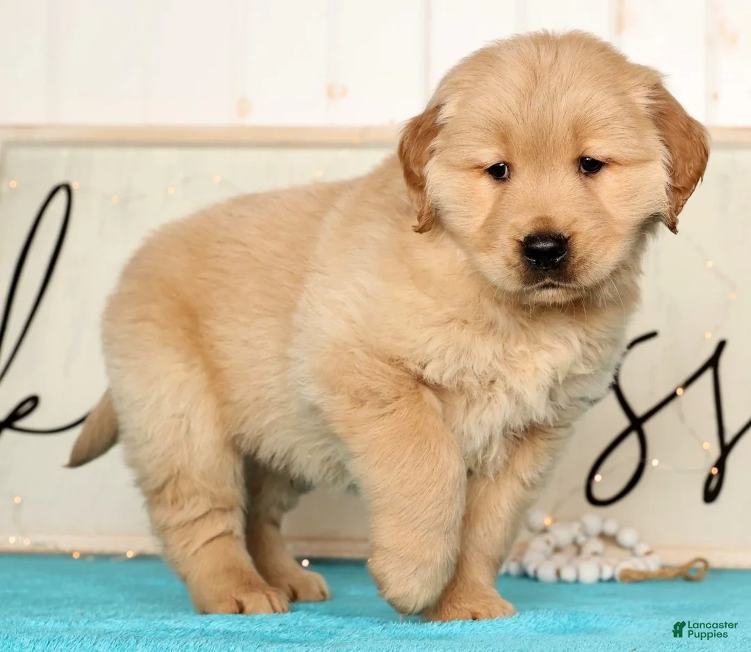 Golden Retriever dogs for sale: Ranger - Ad 8