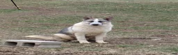 German Shepherd dogs for sale: German Shepherd Puppy 1 - Ad 3