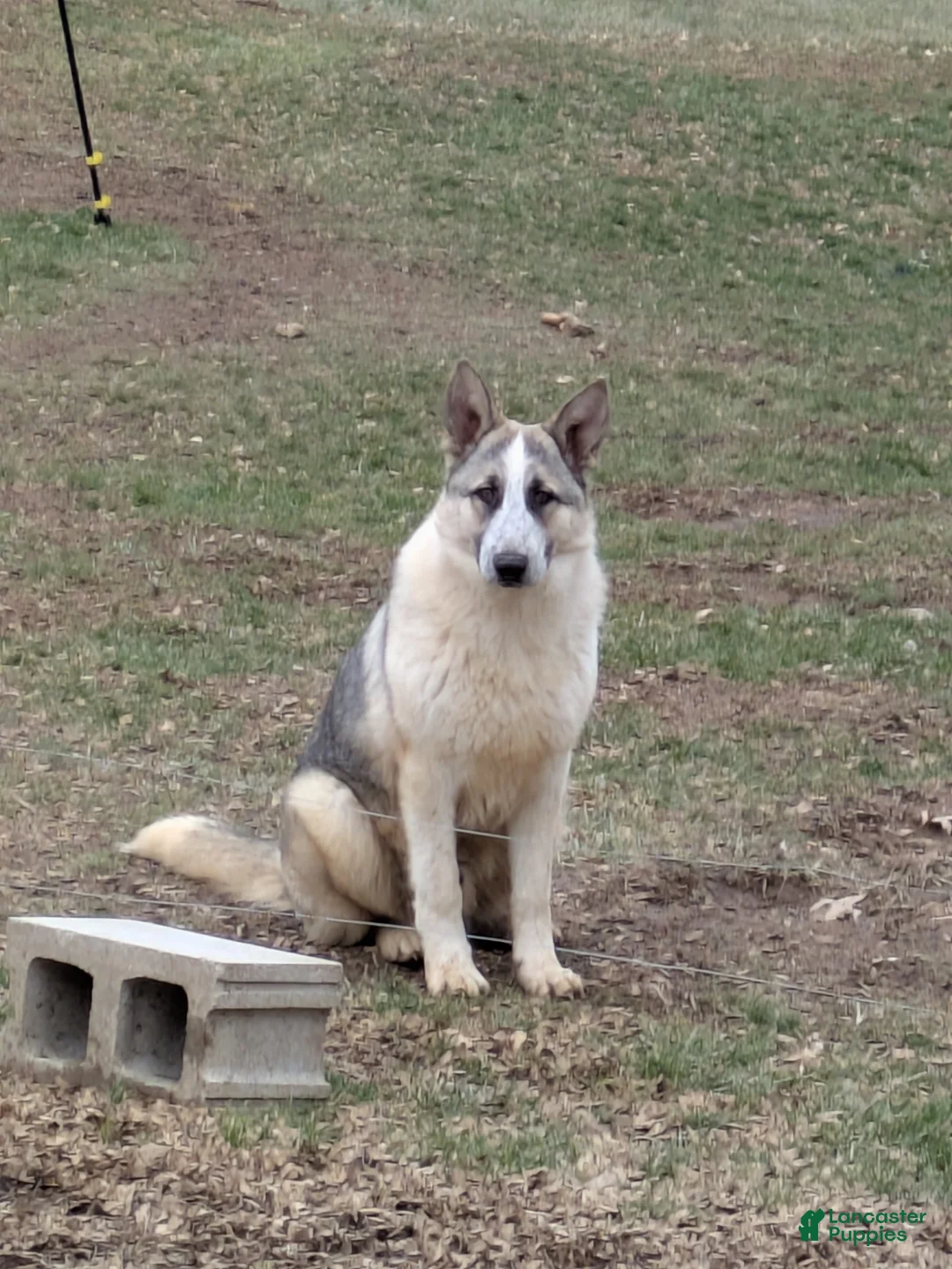 German Shepherd dogs for sale: German Shepherd Puppy 1 - Ad 3