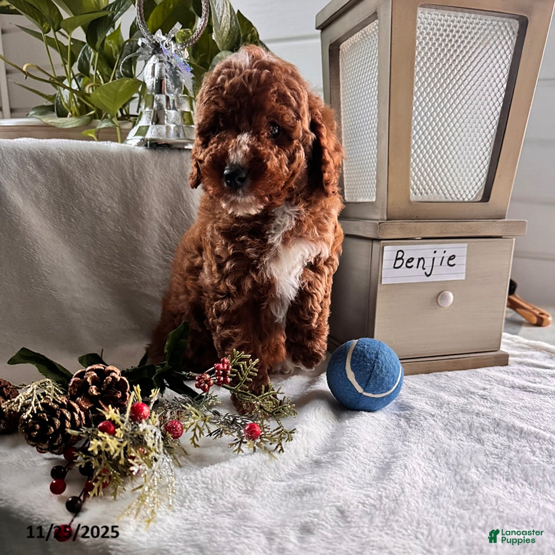 Miniature Poodle dogs for sale: Benjie - Ad 2