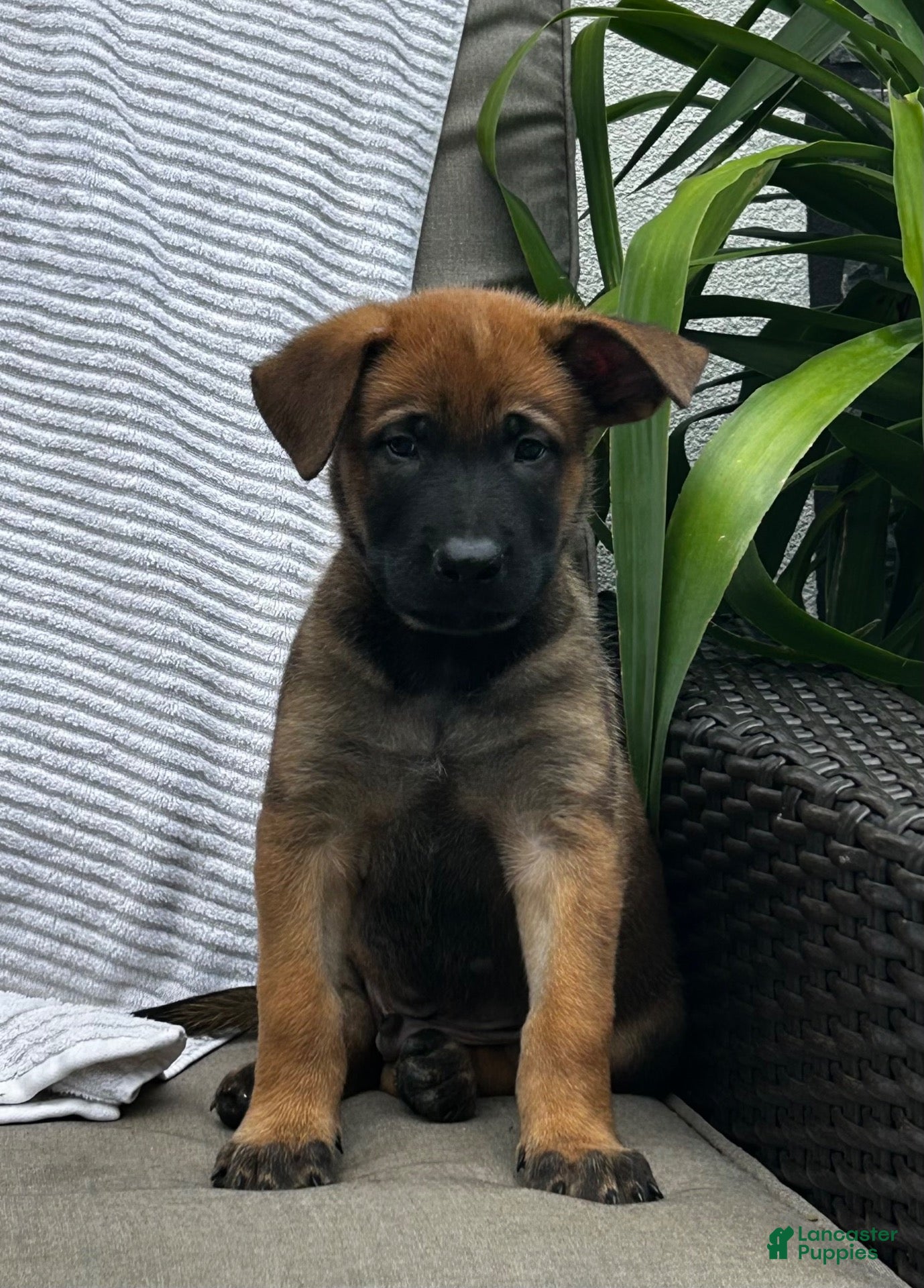 Belgian Malinois dogs Bandit - Ad 2