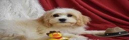 Cavachon dogs for sale: Mason - Ad 4
