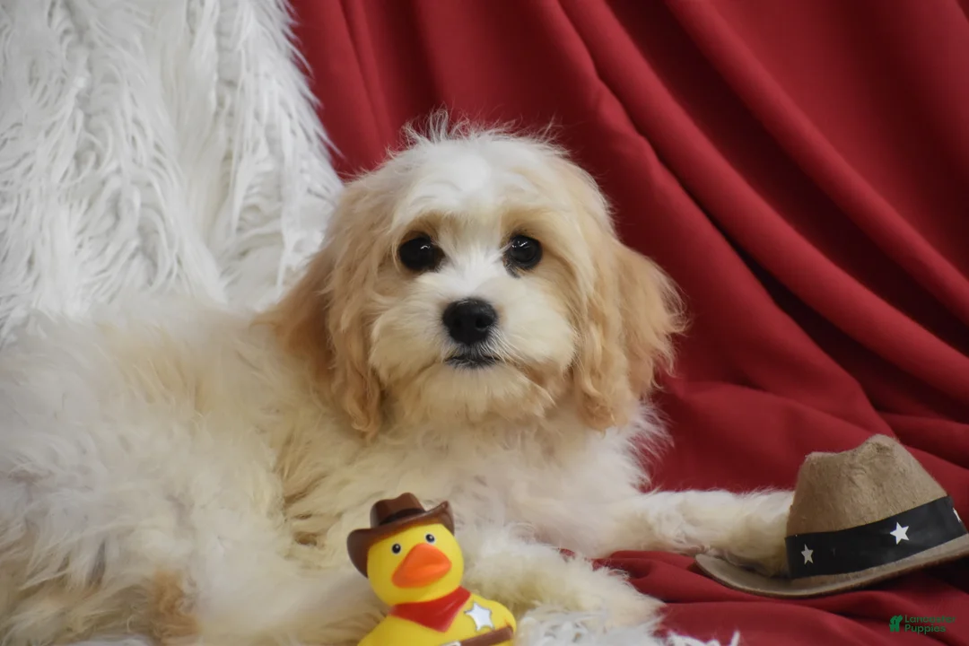 Cavachon dogs for sale: Mason - Ad 4