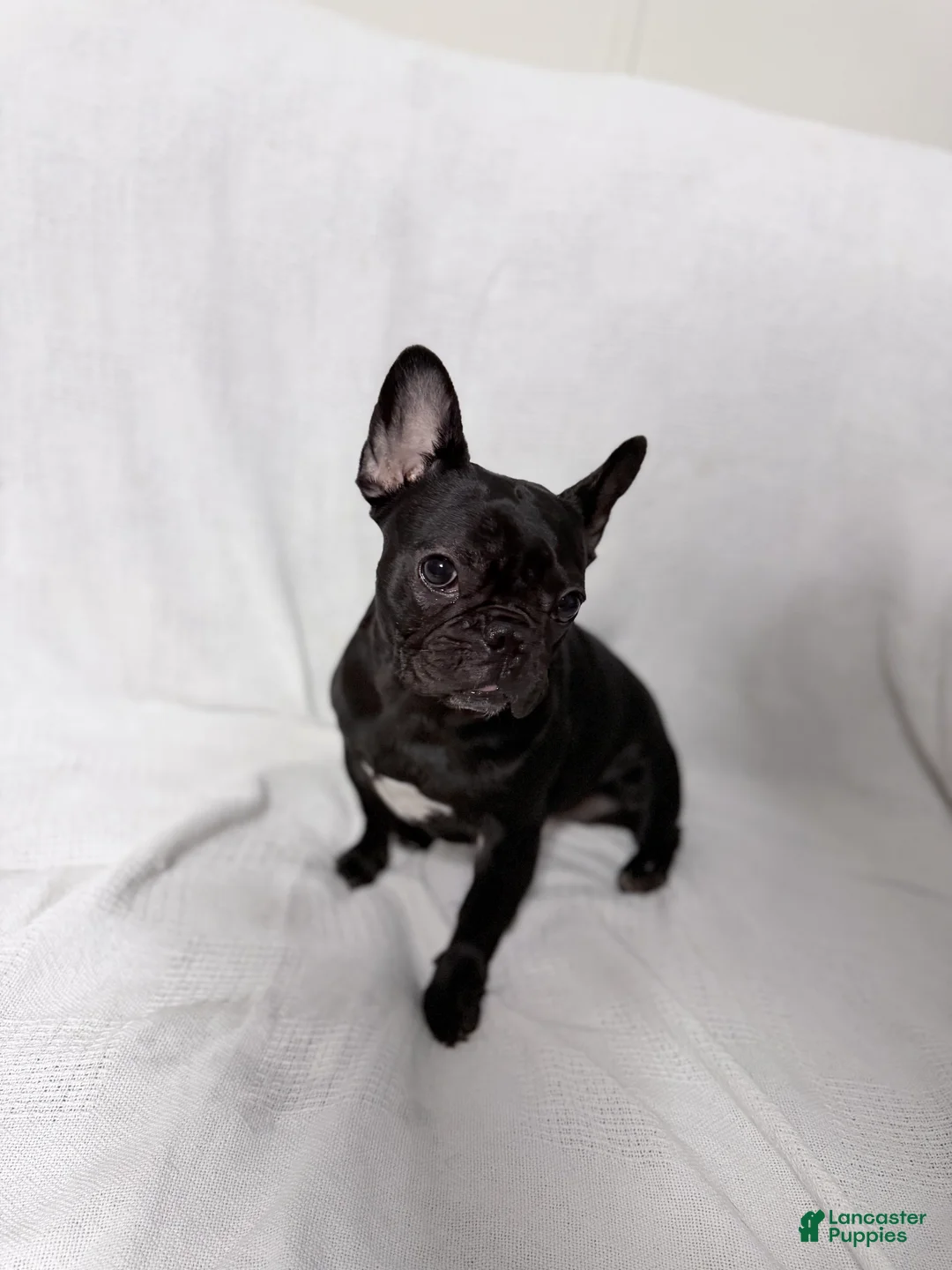 French Bulldog dogs for sale: Coco Cleo channel  - Ad 10