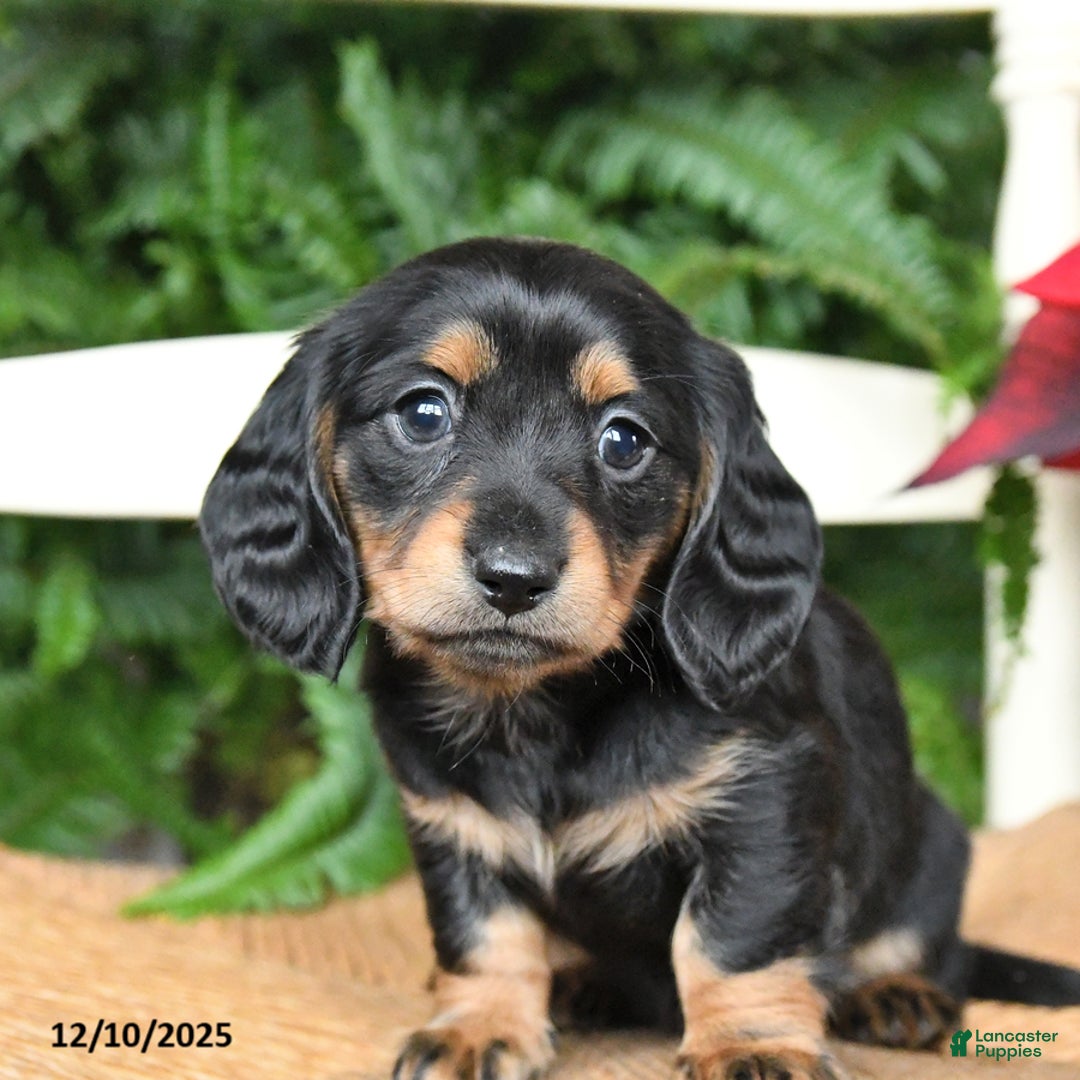 Miniature Dachshund dogs for sale: Daisy - Ad 2