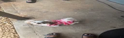 Shihpoo dogs for sale: Shihpoo 2 - Ad 2