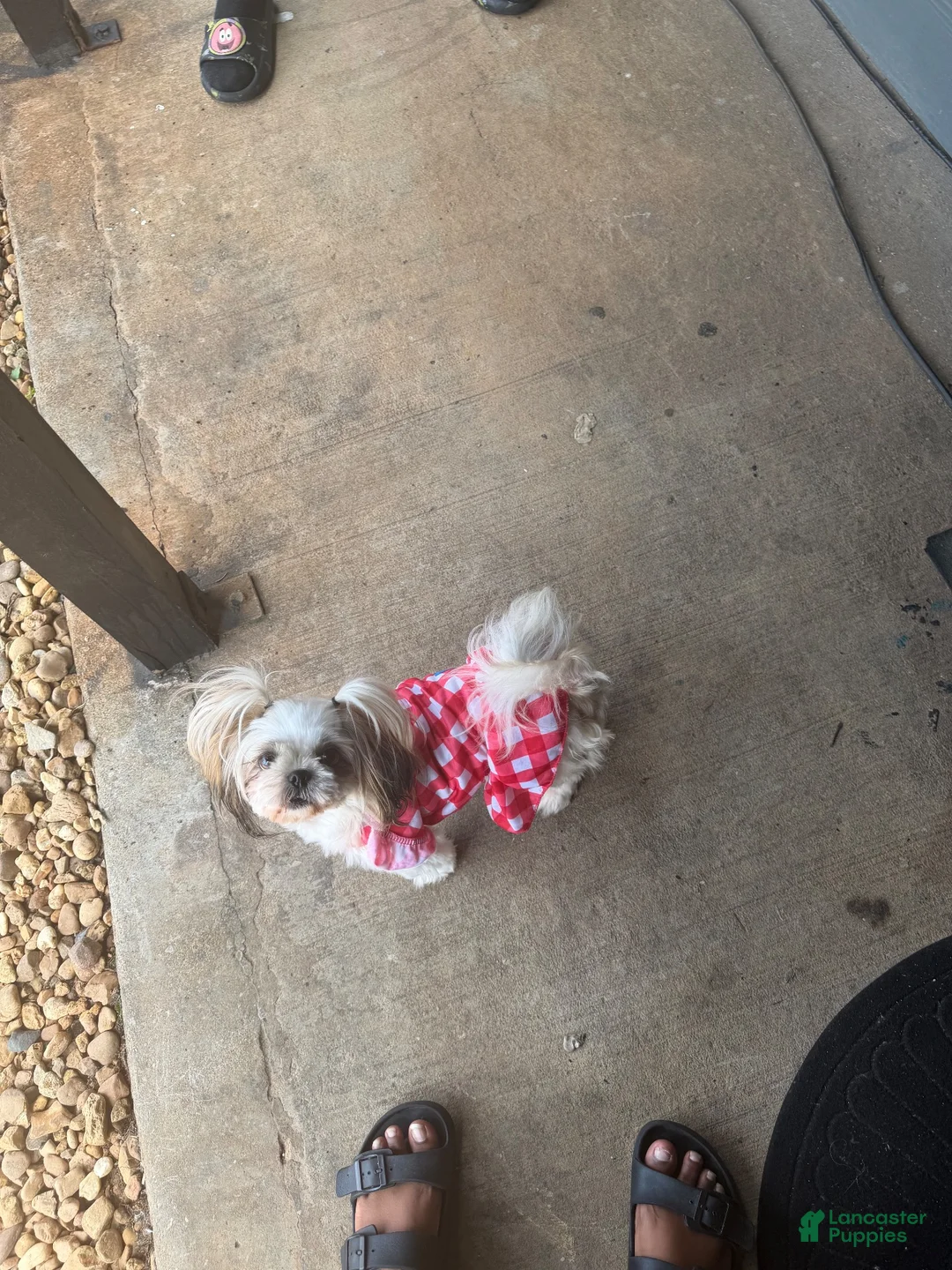 Shihpoo dogs for sale: Shihpoo 2 - Ad 2