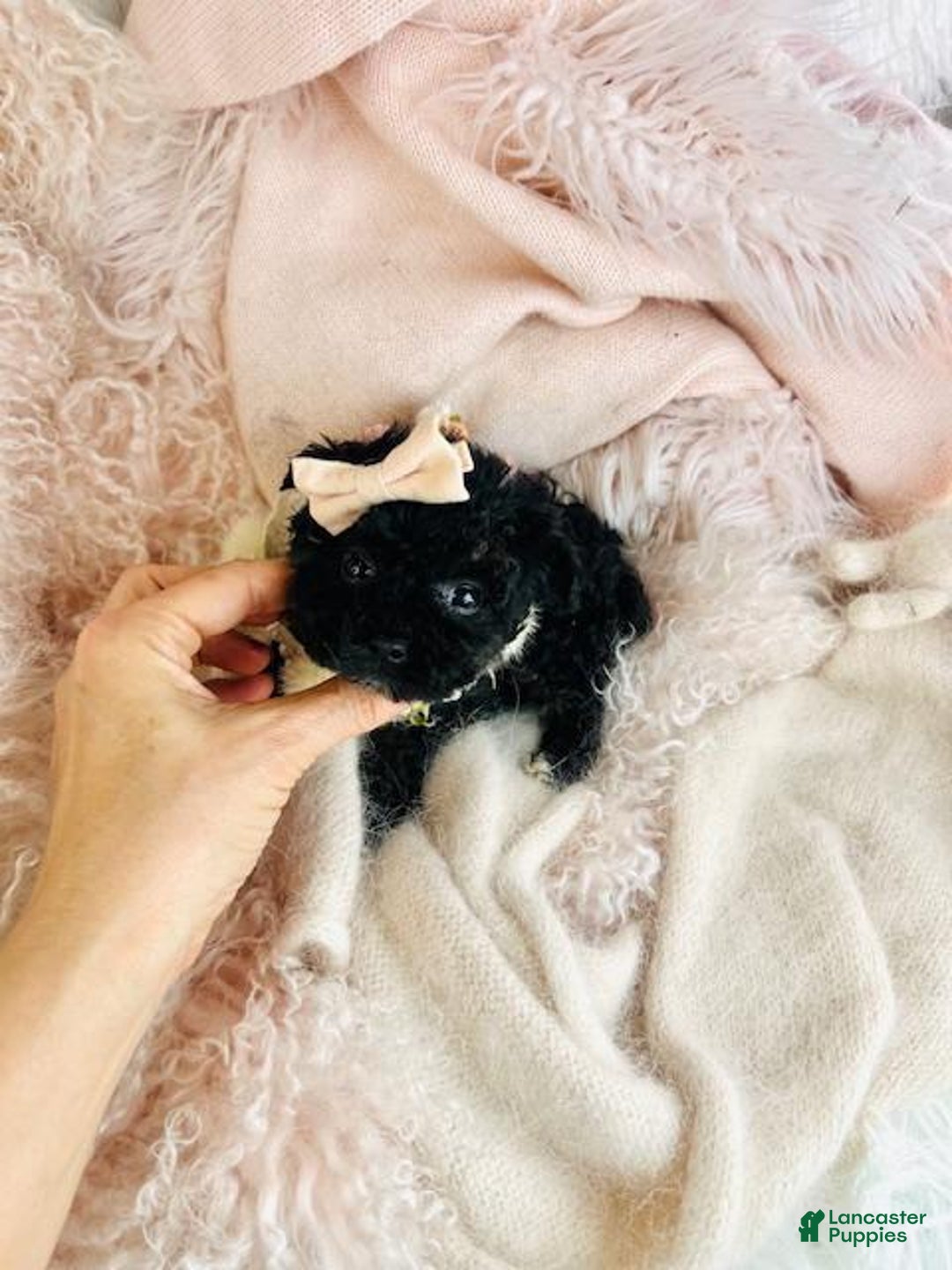 Toy Poodle dogs for sale: Toy Poodle Puppy 1 - Ad 2