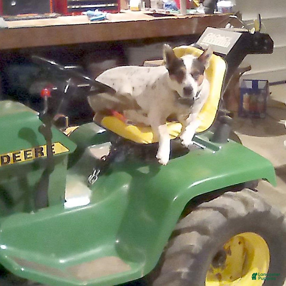 Mixed Breed dogs for sale: Chester - Ad 6