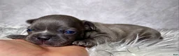 Frenchton dogs for sale: Mr. Kirby - Ad 10