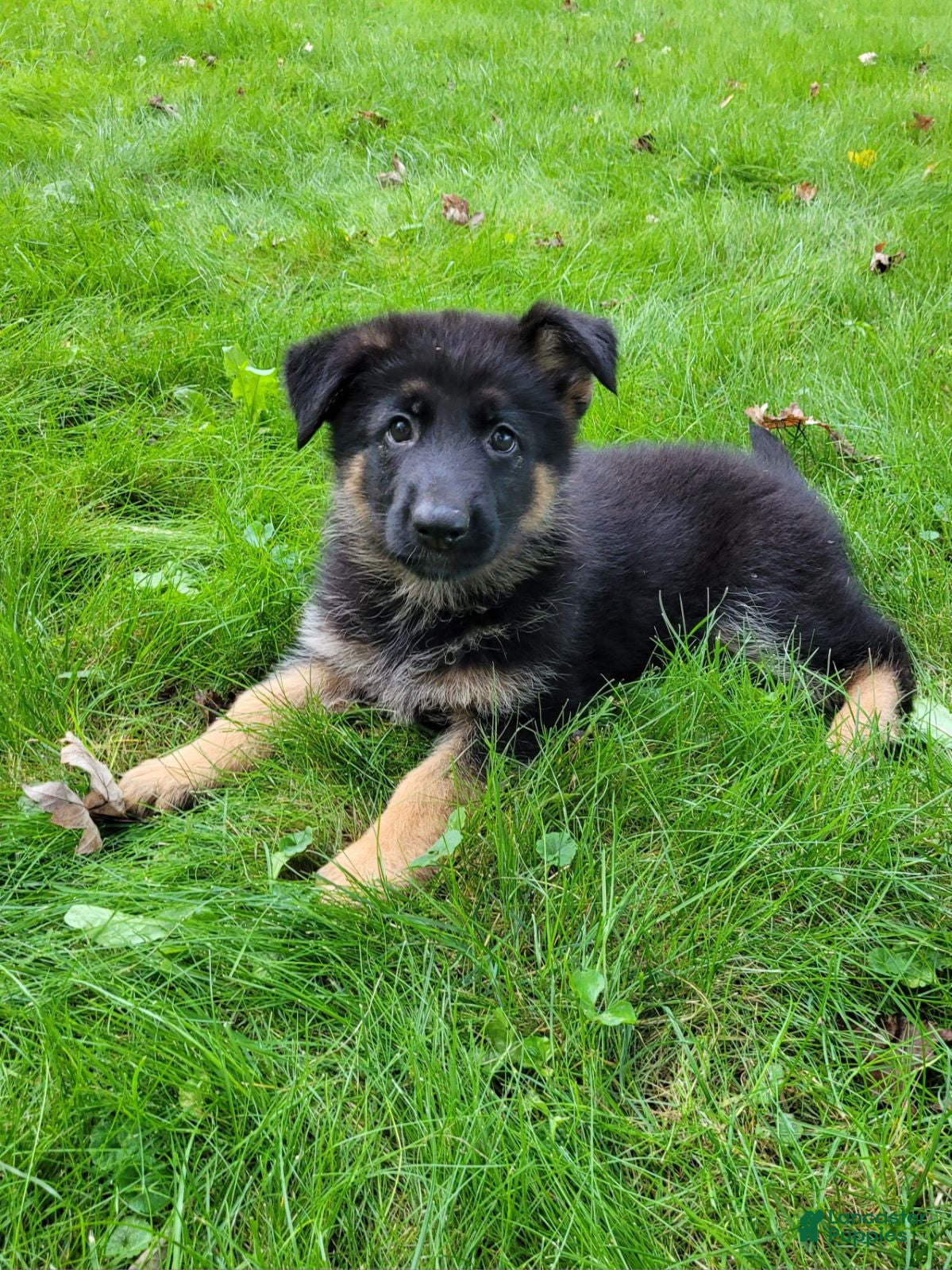 German Shepherd dogs Lucy - Ad 2