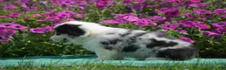 Welsh Corgi Pembroke dogs for sale: Jacob - Ad 3