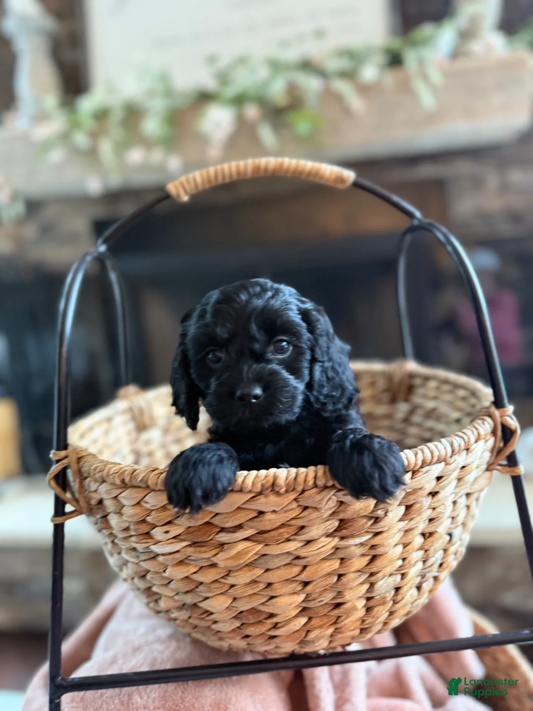 Cavapoo dogs for sale: Captain  - Ad 2